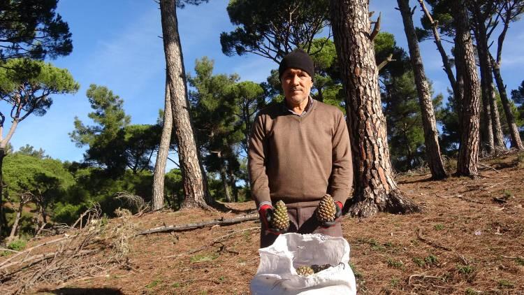 <p>Aydın'da çam fıstığından elde edilen künar, kilosu 500 TL'den alıcı buluyor. Fiyatı altınla yarışan künarı toplamak için erkek işçiler yaklaşık 30 metre yükseklikteki ağaç tepesine çıkıyor. Kadınlar ise düşen kozalakları topluyor.</p>
<p> </p>