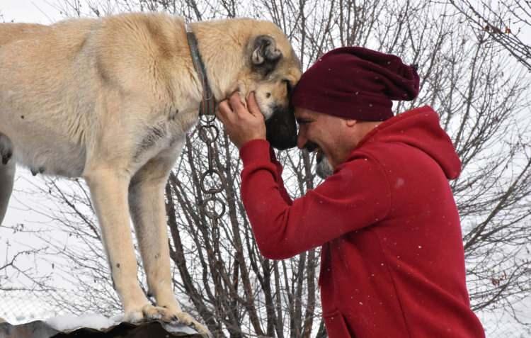 <p>Edirne'nin Lalapaşa il&ccedil;esinde son d&ouml;nemlerde artan kurt saldırılarından s&uuml;r&uuml;leri korumak i&ccedil;in Sivas'tan g&ouml;t&uuml;r&uuml;len 5 Kangal k&ouml;peği, Ziraat Odası iş birliği ile &uuml;reticilere dağıtıldı. S&uuml;r&uuml; koruma g&ouml;revini en iyi yapan ırklar arasında yer alan Kangal k&ouml;peği, &ccedil;obanların da en b&uuml;y&uuml;k yardımcısı konumunda bulunuyor.&nbsp;Sivas Doğal Irk Kangal K&ouml;peği Sevenler ve Koruyanlar Derneği Başkanı ve k&ouml;pek uzmanı Orhan Yal&ccedil;ınkaya,&nbsp;s&uuml;r&uuml;lerin başta kurt olmak &uuml;zere vahşi hayvanlara karşı korunmasında Kangal'ın eşsiz olduğunu s&ouml;yledi.<br />
&nbsp;</p>
