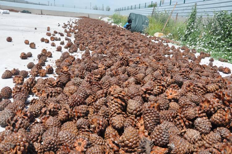 <p>Yörede daldan dala tırmanarak kozalakları toplama işini daha çok erkekler yapıyor. Kadınlar ise düşen kozalakları topluyor. Kozalaklar kurutularak ya da makinelerde kavrulduktan sonra içindeki künar çıkartılıyor. </p>