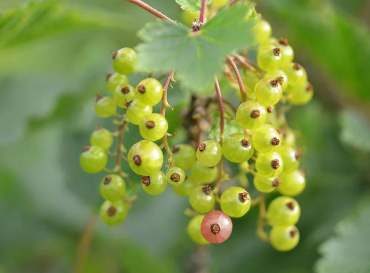 <p>-Böbrek fonksiyonlarının düzenlenmesinde önemli rol oynar. Böbrek taşı oluşumunu engeller ve böbrek taşlarının düşürülmesini kolaylaştırır.</p>

<p>-Frenk üzümünden elde edilen Frenk üzümü yağı cildin nemlenmesini sağlayarak yaşlanma etkilerini geciktirir ve saç diplerini besleyerek parlaklık sağlar.</p>
