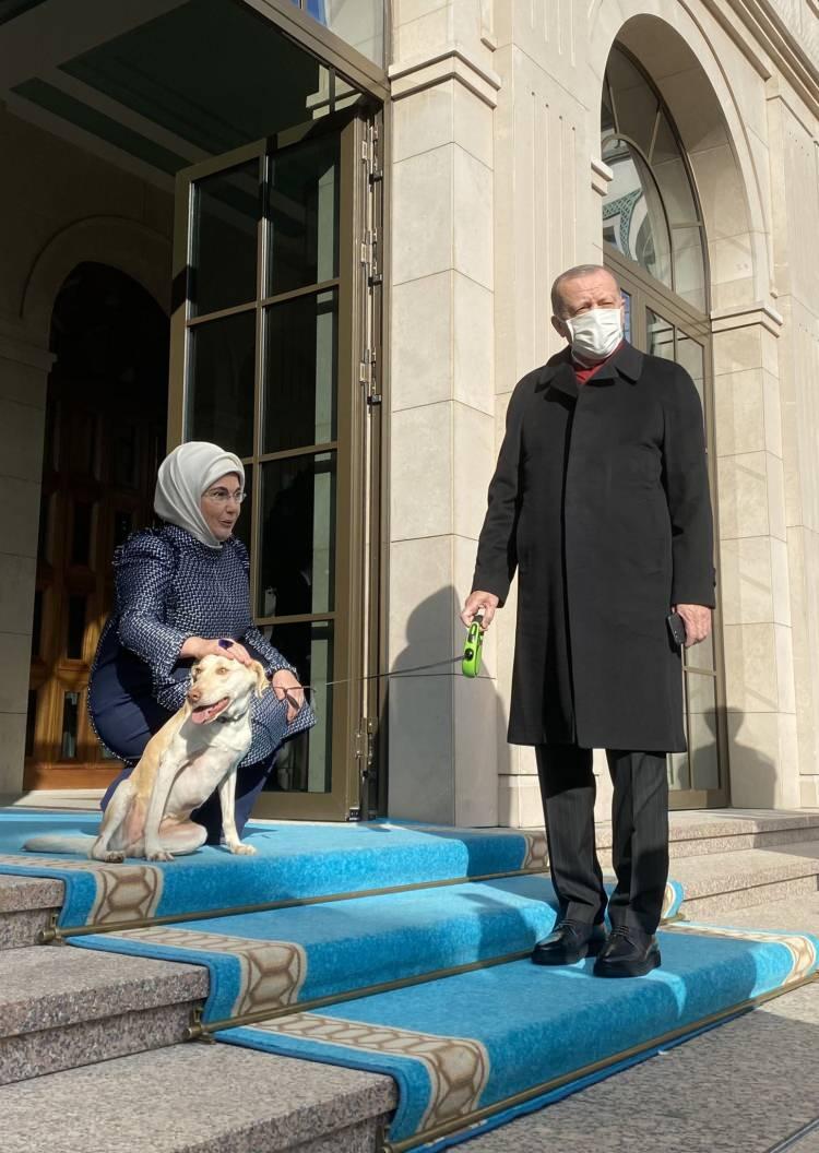 <p>Emine Erdoğan, Cumhurbaşkanı Erdoğan'ı hayvan barınağından sahiplendiği köpekle, Ankara'daki Cumhurbaşkanlığı Külliyesi'nden mesaiye uğurladı.</p>

<p> </p>
