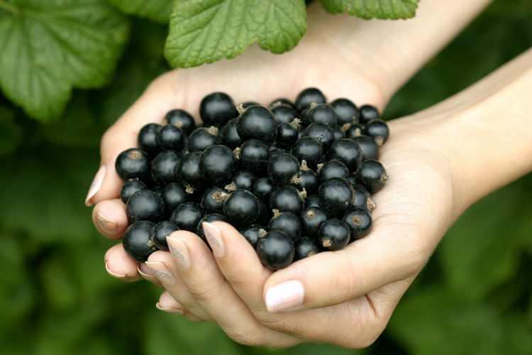 <p>Meyve çiğ olarak da yenilebilir. Günlük olarak 100 gram Frenk üzümü yiyip vücudun C vitamini ihtiyacı 3 katı karşılayabilir.</p>
