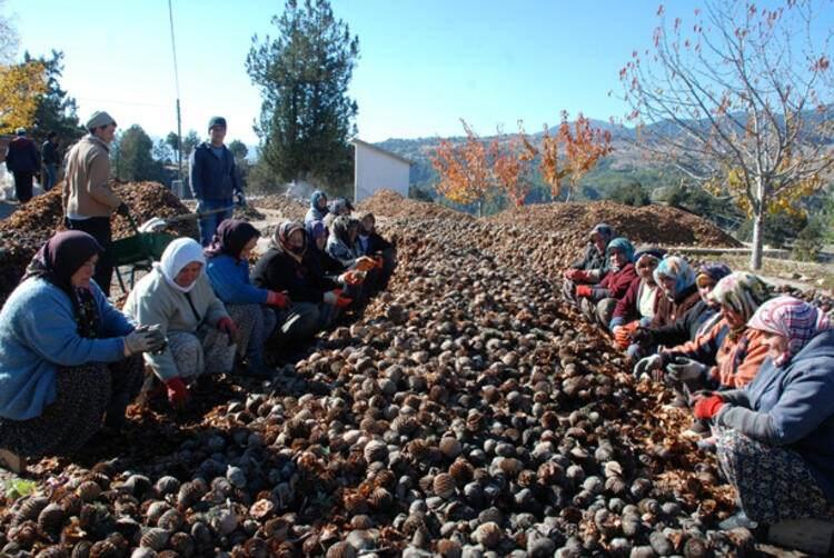 <p>Bu yıl Yuvalıca Yaylası'nda 900 dönüm, son üç yılda da 2 bin 400 dönüm alana tohum atıldı. Bir dönüm alana yaklaşık 30 kilo sedir tohumu atılıyor. Tohumlar özellikle sedir alanlarındaki yeterli ağaç olmayan 'bozuk alan' diye nitelendirilen araziye atılıyor. Tohum ayrıştırma ve atmasında çalışan işçilere ürettikleri tohum ve atıkları tohum miktarına göre ödeme yapılıyor.</p>

<ul>
</ul>
