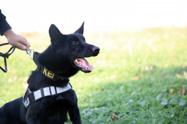 <p>Narkotik Su&ccedil;larla M&uuml;cadele Şube M&uuml;d&uuml;rl&uuml;ğ&uuml;&nbsp;b&uuml;nyesindeki dedekt&ouml;r k&ouml;pekler "Black", "Brego", "Anka" ve "Mila", ge&ccedil;en yılki operasyonlarda hassas burunlarıyla ekiplerin en b&uuml;y&uuml;k yardımcısı oldu.</p>
