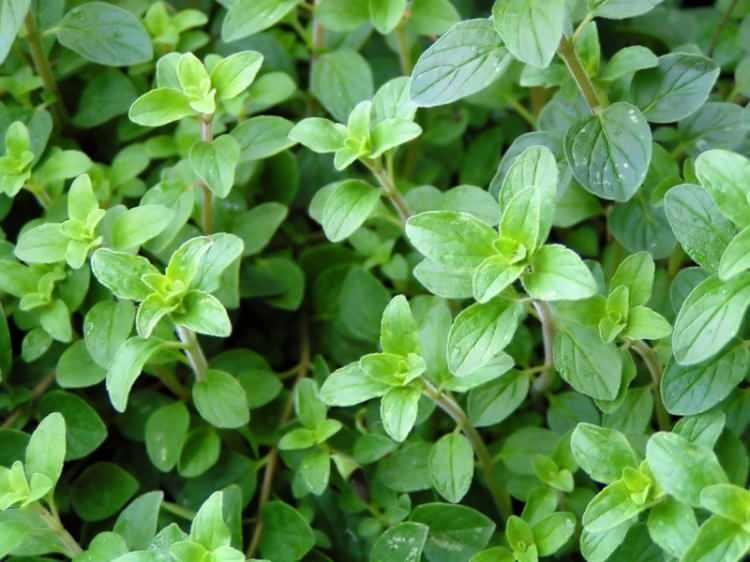 <div><strong>Oregano: </strong>Serbest radikallerle savaşan bileşendir. Oreganonun içerdiği bioflavanoid ve polifenol maddeleridir. Hücrelerde ne kadar serbest radikal varsa vücutta oluşan iltihap da o kadar azalacaktır.</div>

<div> </div>
