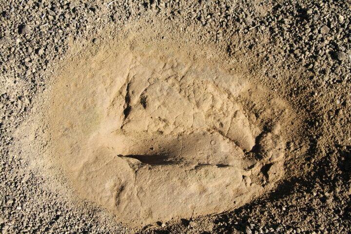 <p>Bilim insanları, Çakallar Volkanı patlaması ile 1968 yılında keşfedilen tarih öncesi insan ayak izleri, kül ve Kanlıkaya'daki resimleri milattan önce 3 bin ila bin yıl öncesine denk gelen Bronz Çağı'na tarihlendirdi.</p>
