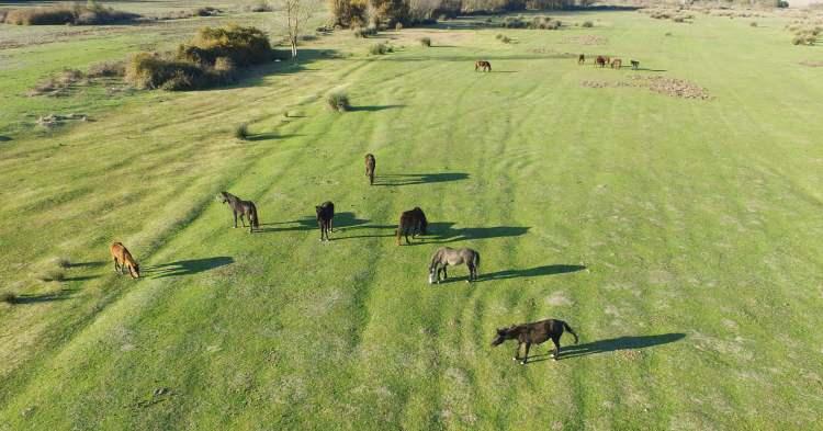 <p>Samsun'da Kızılırmak Deltası'nda bulunan yılkı atlarının oluşturduğu görsel şölen, özellikle fotoğraf tutkunlarının ilgisini çekiyor. UNESCO Dünya Mirası Geçici Listesi'nde yer alan Kızılırmak Deltası, 19 Mayıs, Bafra ve Alaçam ilçesi sınırlarında yer alan ve 56 bin hektarlık alanı kapsıyor. </p>
