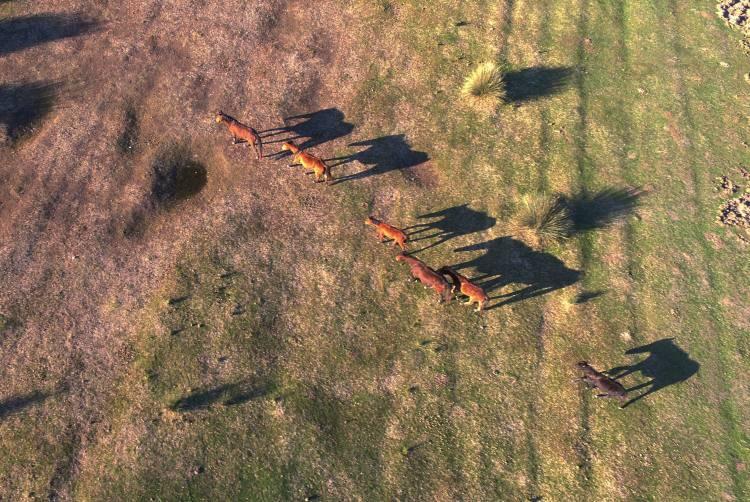 <p>Türkiye'nin Karadeniz kıyılarında doğal özelliklerini kısmen koruyabilmiş en büyük sulak alanlarından olan Kızılırmak Deltası'ndaki yılkı atlarının ayrı bir güzelliğe ve öneme sahip olduğunu belirten Topaloğlu,<em> "Kızılırmak Deltası, dört mevsim ayrı güzelliğe sahip bir yer. Deltaya her yıl ortalama 55 bin ziyaretçi geliyor. Deltadaki yılkı atları, son dönemlerde fotoğraf tutkunlarının gözdesi haline geldi. Doğada özgürce dolaşan yılkı atları, doğaseverler ve fotoğraf tutkunlarına eşsiz güzellikte görüntüler sergiliyor."</em> dedi.</p>