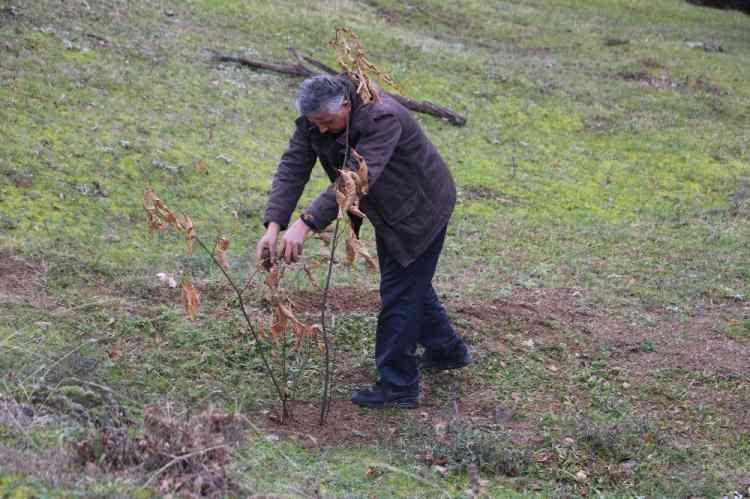 <p>50 bin kestane hedefiyle k&ouml;y&uuml;ne 2,5 ayda 10 bin kestane diken Ayyıldız, k&ouml;y t&uuml;zel kişiliğinden destek alamayınca Valilik ve ilgili kurumlara başvurdu. Ayyıldız, k&ouml;y&uuml;n&uuml; kalkındırma konusundaki m&uuml;cadelesinin s&uuml;receğini ifade etti.</p>
