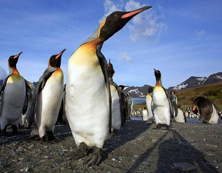 <p>Uzmanlar, buzdağının adaya çarptıktan sonra kara oturmasıyla bölgedeki besin zincirinin bozulacağını kaydediyor. Bunun sonucu olarak penguen ve fokların ana besin kaynağı olan balık ve kril bulmasının güçleşeceğini söylüyor.</p>
