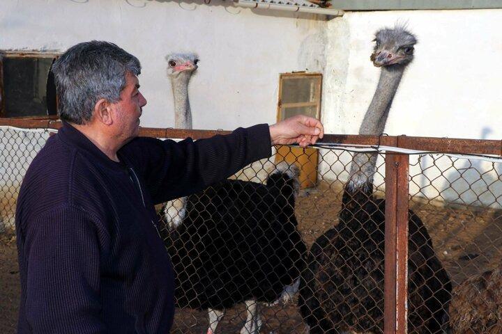 <p>O günden bu yana deve kuşu yetiştiren Gedikaslan, hayvanları iç piyasaya satıyor.</p>
