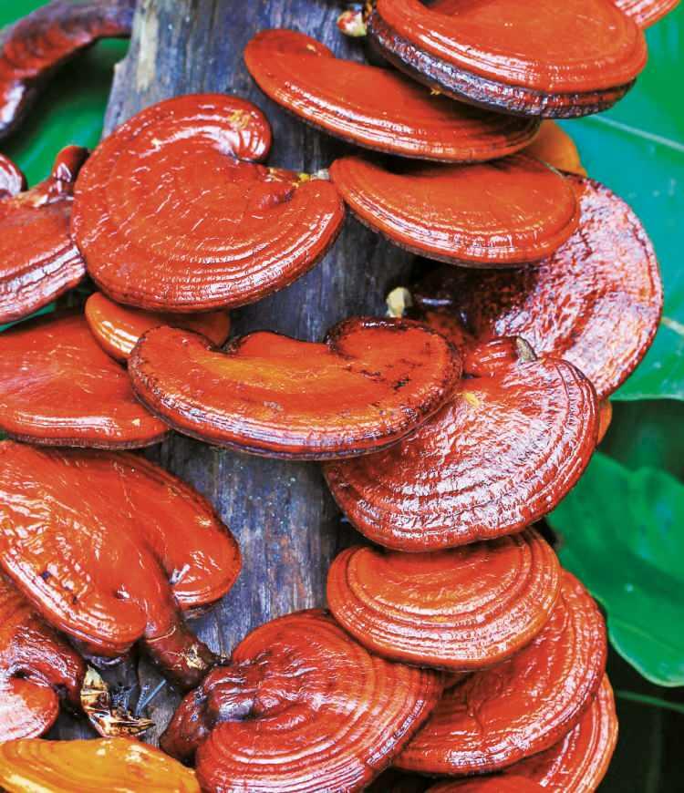 <p>50 GÜN İÇİNDE ŞAPKA VERİYOR </p>
<p>Reishi mantarının 50 gün içinde şapka vererek hasada uygun hale geldiğini söyleyen Prof. Dr. Kaya, "Sert ve odunsu bir mantar türüdür. Bu mantar direkt yemek olarak tüketilmez. Sert bir kabuğu olduğu için çay demleme gibi tüketilir. Şu anda günümüzde tabletlerin içine konuluyor. Bunun dokusundan ya da sporlarından numune alıyoruz. Bu sporlar çok koyu ve kahverengidir.</p>