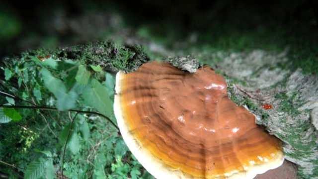 <p>Ayrıca bu ölümsüzlük mantarı olarak da bilinmektedir. Halk arasında tıbbi amaçlar için bazen kanserde koruyucu olarak, bağışıklık sistemini güçlendirici olarak, tedavinin mümkün olmadığı hastalıklarda kullanım alanları bulunmaktadır. </p>
<ul>
</ul>
