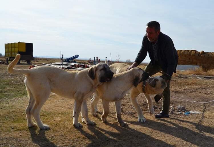 <p>2019 yılında 300- 400 köpek satıldığını kaydeden Tıpırdamaz, Aksaray ve Sivas valileri arasında atışmanın ardından satışlarının neredeyse 2 kat artığını belirtti.</p>
<ul>
</ul>