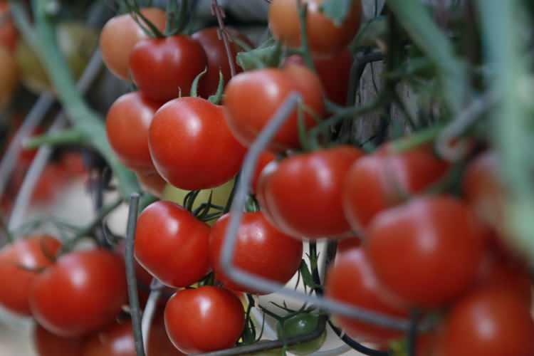 <p>AA muhabirinin, G&uuml;neydoğu Anadolu İhracat&ccedil;ı Birliklerinin (GAİB) verilerinden derlediği bilgilere g&ouml;re,&nbsp;2020 yılında, en b&uuml;y&uuml;k pazar olan Rusya'nın T&uuml;rkiye'den aldığı domates kotasını d&uuml;ş&uuml;k tutmasına rağmen&nbsp;bu &uuml;r&uuml;nde bir &ouml;nceki senenin ihracat rakamları aşıldı.&nbsp;</p>

