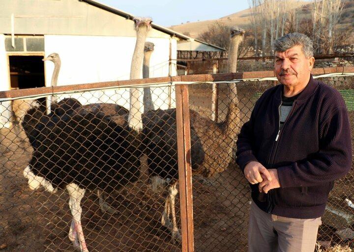 <p>Kaman ilçesi Çağırkan Köyü'nde yaşayan Hacı Gedikaslan, 26 yıl önce Güney Afrika'dan 10 tane deve kuşu getirtti.</p>
