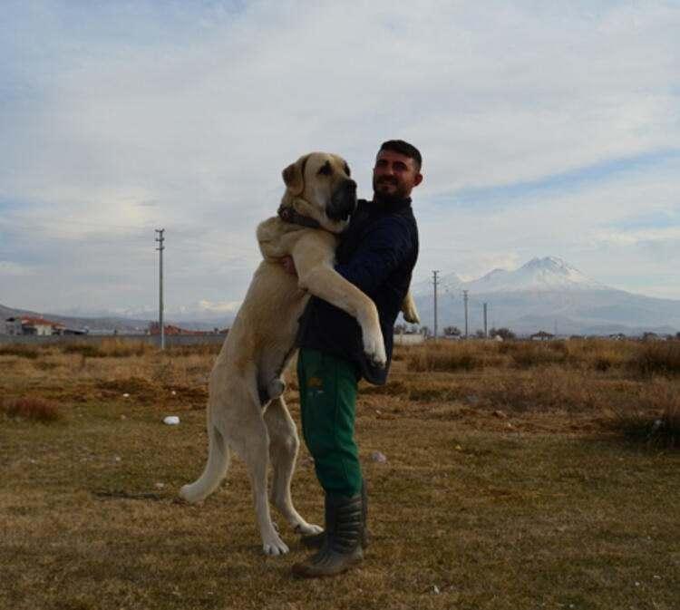 <p>Tıpırdamaz, “2019 yılında 300 ile 400 köpeği Türkiye ve yurt dışına gönderirken, 2020 yılında bu rakam 700’ü buldu. Bu yıl ise yine bereketli bir yıl geçirmeyi arzu ediyoruz. Sivas ve Aksaray valileri arasındaki aslan atışması sonrası yavru köpeklere talep patlaması yaşandı.</p>
<ul>
</ul>
