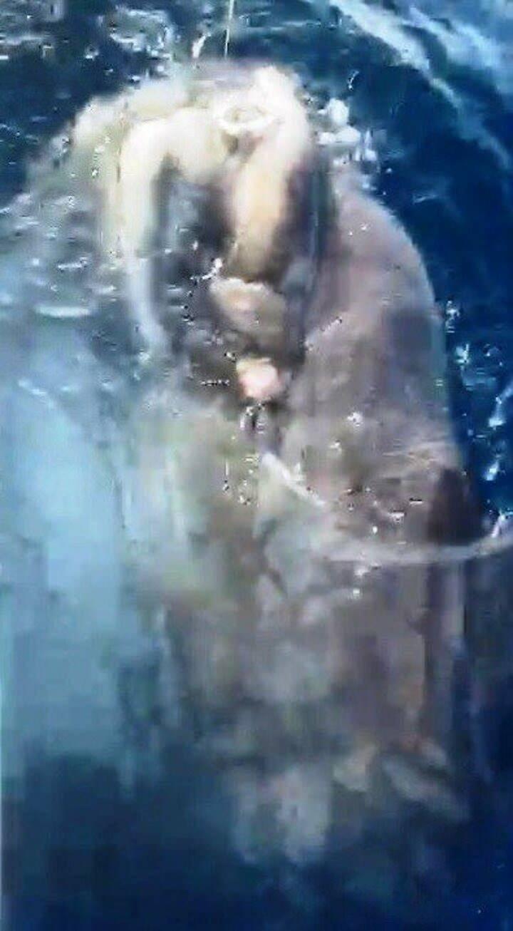 <p>D&uuml;n sabah erken saatlerde Kılı&ccedil; Balığı avı i&ccedil;in tekneyle denize a&ccedil;ılan Dat&ccedil;alı balık&ccedil;ılar Umut Kantarlı ve Serkan Akdeniz, oltalarına takılan balığı g&ouml;r&uuml;nce şaşkınlık yaşadı.</p>
