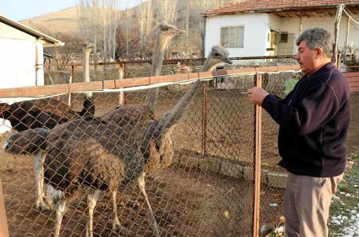 <p>Talep nedeniyle memnun olduğunu belirten 3 çocuk babası Gedikaslan, "Biz bu hayvanları 1995 yılında Güney Afrika'dan ithal ettik. O zamandan buyana devam ediyoruz. Şu anda damızlık yavru olarak üretmeye çalışıyoruz. Bu hayvanlarından yumurtasından yavru, etinden ve derisinden istifade ediliyor...</p>