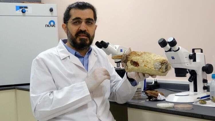 <p>'CİDDİ TİCARİ DEĞERİ VAR' </p>
<p>Düzce Üniversitesi Geleneksel ve Tamamlayıcı Tıp Merkezi Müdürü Prof. Dr. Ertuğrul Kaya, Reishi mantarının zor yetiştiğini, ancak ciddi ticari değeri olduğunu ifade ederek, "Dünyada üretilebilmiş ve ticari değeri olan mantarlardan biri de Ganoderma lucidum adı verilen mantardır. </p>