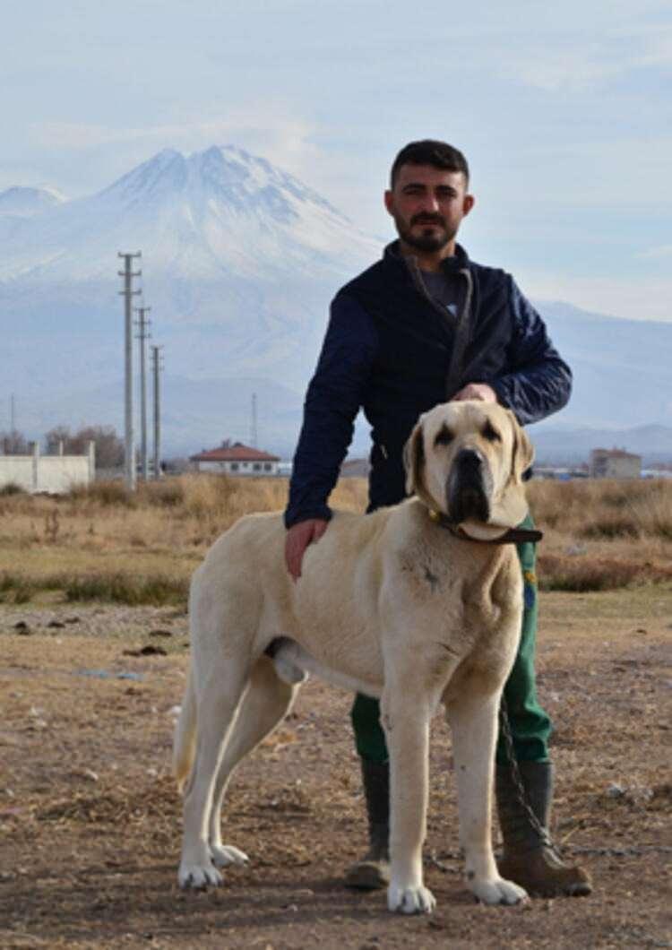 <p>Kilo olarak ise 85 ile 90 kilo arasında değişiyor. Malaklının bütün özellikleri kafa yapısında toplanıyor. Göz yapısı, burun kırığı, ağız uzunluğu ve alt ve üst dudağının malağı vardır. Bunun yanında kafasına göre büyük kulaklı ve gerdanı vardır.</p>
<ul>
</ul>