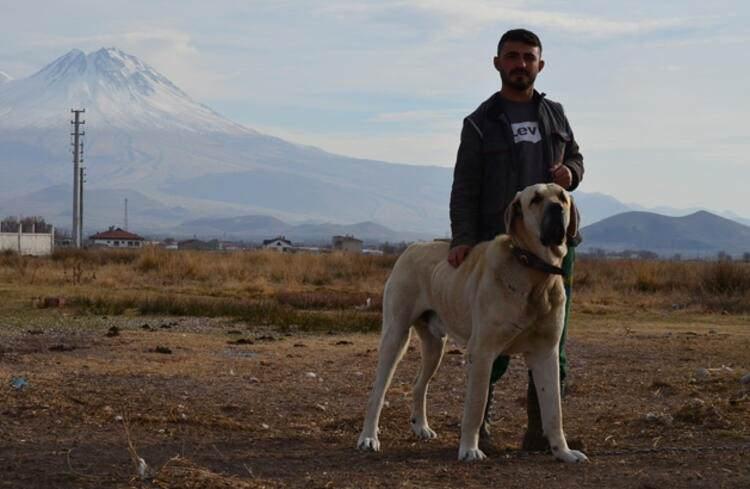<p>SATIŞLARINDA 2 KAT ARTIŞ </p>
<p>Aksaray Malaklısı Irkları Geliştirme Derneği Başkanı Tıpırdamaz, 'malaklı' köpeklerinin çiftliklerde üremesinin sağlanıp, yetiştirildiğini belirtti.</p>