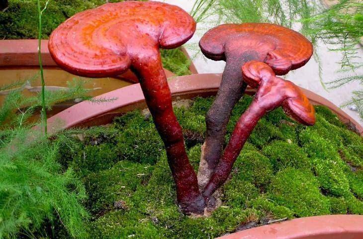 <p>KİLOSU 3 BİN LİRA</p>
<p>Prof. Dr.Kaya, Reishi mantarının fiyatları hakkında da bilgi verdi. Kaya, "Şu an ülkemiz için söyleyeyim, bizde çok fazla yetiştiren yok. Çok fazla yetiştiren var ama küçük ortamlarda kendi ihtiyaçları kadar zaten çok fazla yetişmiyor ve verimi çok düşük. Bu mantar Türkiye’de iç talebi karşılayacak kadar üretilmiyor. </p>