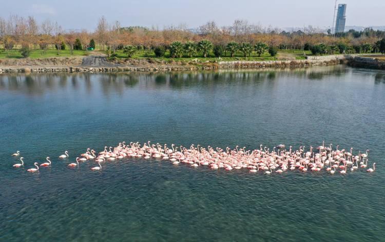 <p>Türkiye'deki flamingoların iki üreme sahasından biri olan İzmir, kış mevsiminde de Anadolu'nun "allı turnası"na ev sahipliği yapmaya devam ediyor. </p>
