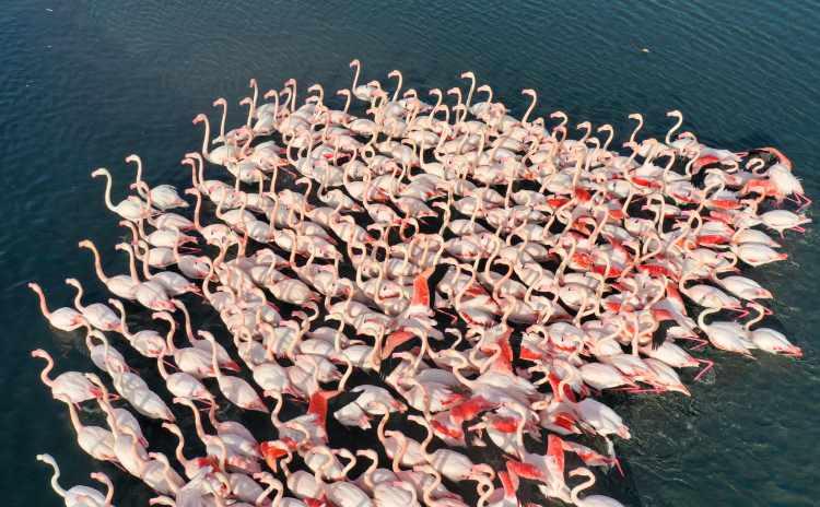 <p>Sahildeki Çakalburnu Lagünü'nde pembe beyaz görüntüleriyle dikkat çeken flamingolar, güzel görüntü oluşturuyor.</p>
