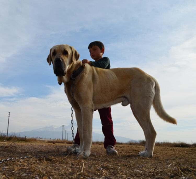 <p>VALİLERİN ATIŞMASI</p>

<p>Aksaray Valisi Hamza Aydoğdu, geçen yıl eylül ayında cüssesi ve boyuyla dikkat çeken, 'Aksaray malaklısı' olarak bilinen çoban köpeğinin 'Anadolu aslanı' olduğu şeklinde sosyal medyada paylaşımda bulununca Kangal köpeğiyle ünlü Sivas’ın Valisi Salih Ayhan ile karşı karşıya geldi. Valiler arasında gülümseten atışma yaşandı. Bu atışmanın ardından 'malaklı' köpeğine artan ilgi devam etti.</p>
