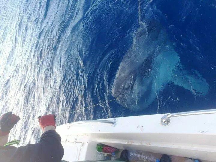 <p>Ağırlığı yaklaşık 400 kilo vardı. Bu balığın neslinin t&uuml;kenme tehlikesiyle karşı karşıya olduğunu duymuştuk, bu y&uuml;zden balığı teknemize &ccedil;ıkarmadan serbest bıraktık&rdquo; dedi.</p>
