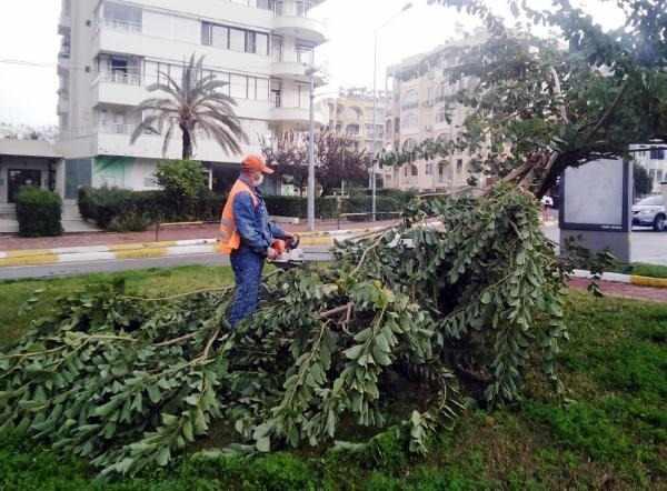 <p><strong>BELEDİYE, FIRTINADA&nbsp;DEVRİLEN AĞA&Ccedil;LARA M&Uuml;DAHALE ETTİ</strong><br />
<br />
Antalya'da hızı saatte 85 kilometreye ulaşan fırtına ve sağanak nedeniyle şehir geneli ve il&ccedil;elerde bazı ağa&ccedil;lar devrilirken, bazılarının da dalları kırıldı. Antalya B&uuml;y&uuml;kşehir Belediyesi Park ve Bah&ccedil;eler Daire Başkanlığı'na bağlı ekipler, gece boyunca zarar g&ouml;ren onlarca ağaca m&uuml;dahale etti.</p>
