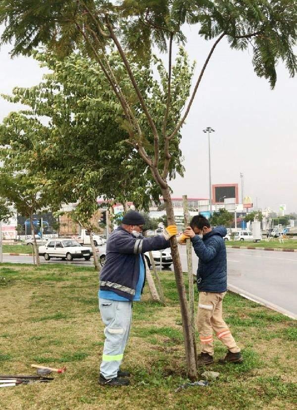 <p>B&uuml;y&uuml;kşehir ekipleri &ccedil;alışmalarına hava aydınlanınca da devam etti. Devrilme tehlikesi bulunan ağa&ccedil;lar da budandı. Ekipler emniyet &ouml;nlemleri altında Konyaaltı Caddesi'nde nostalji tramvay enerji hattında devrilen ağaca hızlı bir şekilde m&uuml;dahale etti.&nbsp;</p>

