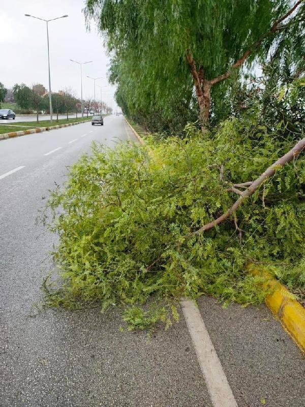 <p>ERKEN BUDAMA RİSKİ AZALTTI<br />
<br />
Ge&ccedil;en yıllara oranla son yaşanan fırtınada daha az ağacın zarar g&ouml;rd&uuml;ğ&uuml;n&uuml; s&ouml;yleyen Park ve Bah&ccedil;eler Daire Başkanlığı yetkilileri, "Ekiplerimiz tehlike yaratabilecek ağa&ccedil;lara &ouml;nceden m&uuml;dahale ederek, derin budama yapmıştı. Bu da riski azalttı" diye konuştu.</p>
