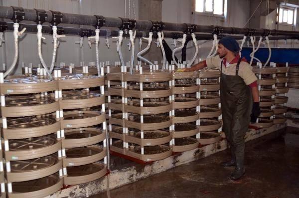 <p>Kuluçka makinelerinde yaklaşık 40 gün bekletildikten sonra elde edilen balıklar, 10 gün boyunca besin kesesiyle besleniyor. Sonrasında ön büyütme larva havuzlarına alınıp yeme ve ışığa alıştırılan balıklar, 120 ile 150 gün içerisinde parmak boyuna ulaşıyor.</p>