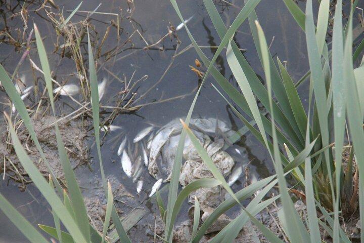 <p>Kent merkezinden ge&ccedil;en Yeşilırmak'ta kuraklık sonucu su seviyesi ve oksijenin azalması nedeniyle 3 g&uuml;n &ouml;nce Yazı Bağları Mahallesi b&ouml;lgesinde balık &ouml;l&uuml;mleri g&ouml;r&uuml;lmeye başlandı.</p>
