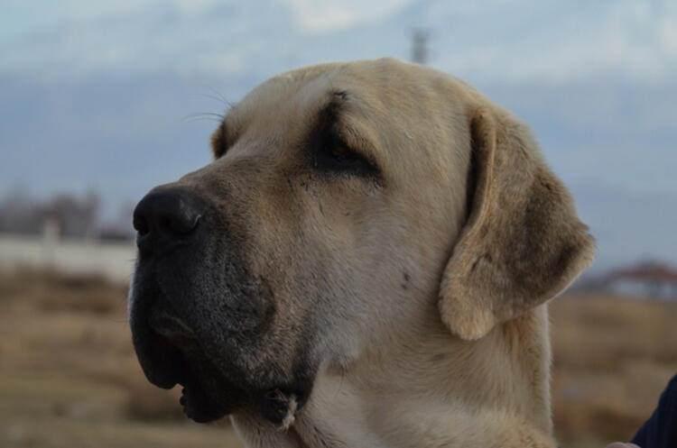 <p>Malaklılara Türkiye’nin 81 ilinden büyük talep var. Bunun en büyük sebebi fiziki olarak, dünyadaki en büyük çoban köpeği olmasıdır” diye konuştu.</p>
<ul>
</ul>