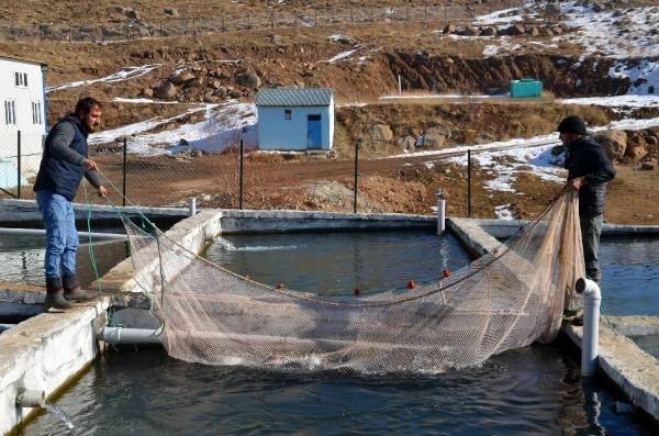 <p>Sağım bittikten sonra erkekleri alıp sağarak, aldığımız spermi yumurtanın içerisine yerleştiriyoruz. Bu şekilde döllenme yöntemini gerçekleştiriyoruz. Bu işlem bittikten sonra ise yumurtaları, kuluçka makinelerine yerleştiriyoruz" dedi. </p>