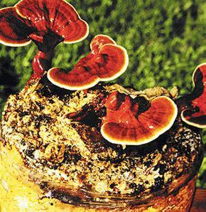 <p>Bu nedenle talep fazla olunca pahalı hale geliyor. Bunun perakende kilogram satış fiyatı 3 bin lira civarında. Biz merkezimizde de satış yapıyoruz. Gramla satılıyor. 10 gramı 30 liradan satılıyor. Çay şeklinde demleme usulü kullanıldığı için az az kullanılıyor."</p>