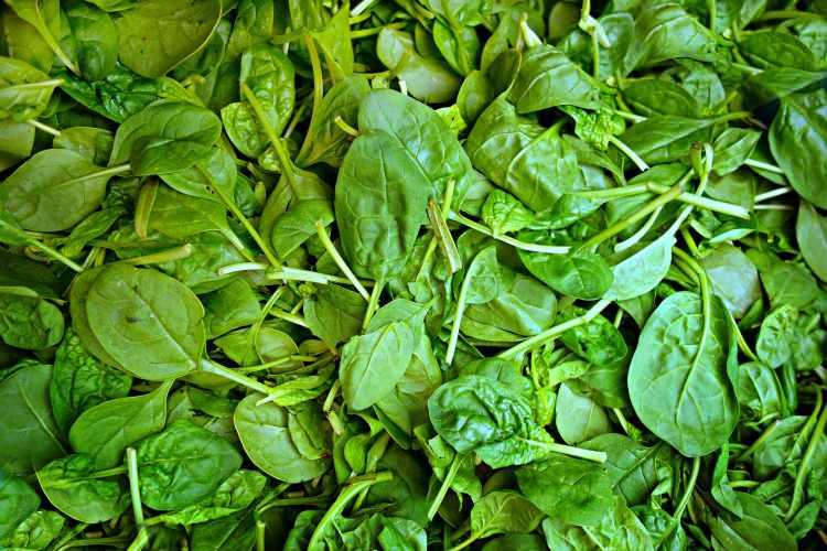 <p><strong>10.Ispanak: </strong>İçerdiği yüksek C vitamini sayesinde kolajen üretimini artırarak cildi sağlıklı bir görünüme kavuşturan ıspanak, yüksek lif, potasyum ve K vitamini içermesiyle hem hücre yenilenmesine katılıyor hem de kalp-damar ve bağırsak sağlığını koruyor. </p>