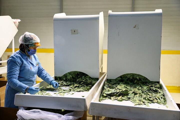 <p>2021'de yüzde 20 artış bekleniyor<br />
<br />
Ege Mobilya Kağıt ve Orman Ürünleri İhracatçıları Birliği Yönetim Kurulu Üyesi ve baharat ihracatçısı Latif Özbek, baharat sektörünün hem 2019'u hem de 2020'yi güzel geçirdiğini söyledi.</p>