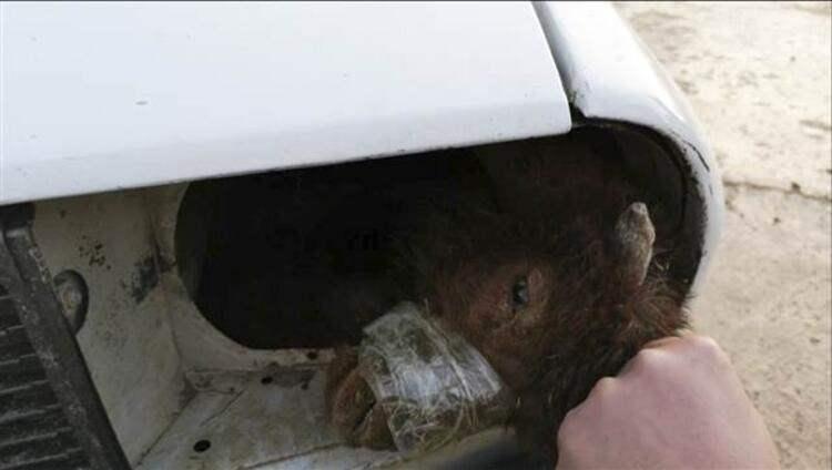 <p>Gözaltına alınan sürücü ise savcılığa sevk edildi. Olayla ilgili soruşturma başlatıldı.</p>