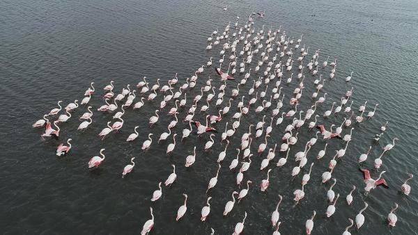 <p>İzmir İnciraltı'nda bulunan ve Türkiye'nin iki kuş üreme sahasından biri olan Çakalburnu Lagünü, flamingolara ev sahipliği yapıyor. Havaların soğumasıyla Gediz Deltası'ndan daha güvenli buldukları bölgeye gelen flamingolar, renkli görüntüler oluşturuyor.</p>
