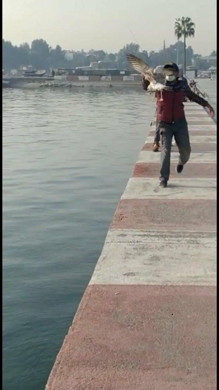 <p>Edinilen bilgiye g&ouml;re, merkez Akdeniz il&ccedil;esine bağlı Atat&uuml;rk Parkı sahilinde balık tutan bir vatandaşın oltasına, birden martı takıldı.</p>
