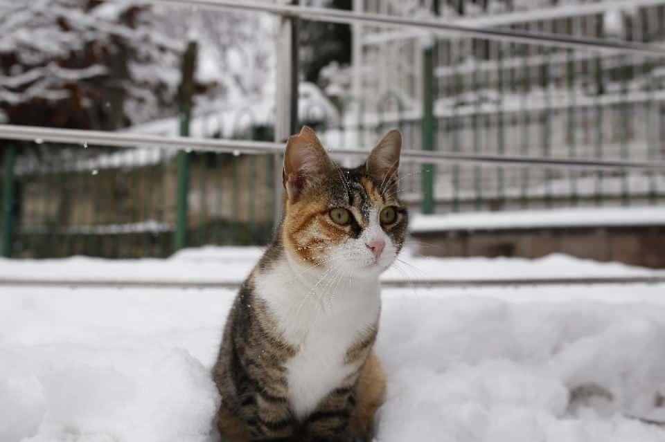 <p>Pierloti'de kar sonrası adeta kartpostallık manzaralar g&ouml;r&uuml;ld&uuml;.</p>
