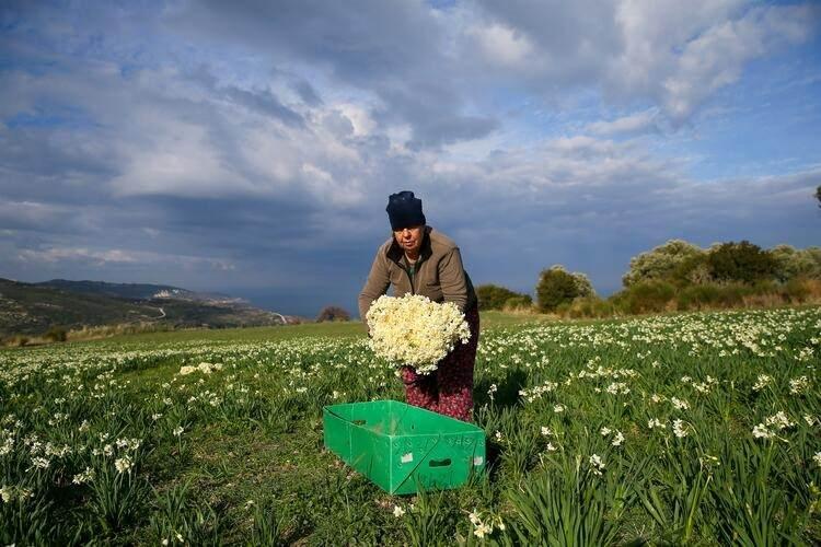 <p>Bu yıl havanın sıcak seyretmesi ve salgın nedeniyle üreticilerin zorluk çektiğini vurgulayan Gürkan, şunları kaydetti:</p>
