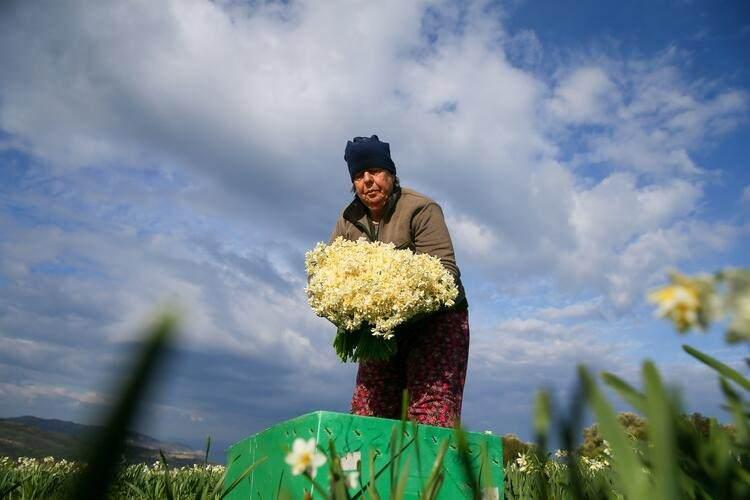 <p>ÜRETİCİLER GELECEKTEN UMUTLU</p>

<p>Bozköy Mahallesi'nde nergis yetiştiren 61 yaşındaki Erol Yetimler ise uzun yıllardır bu işi yaptığını ancak salgın nedeniyle bu yıl zor bir dönem geçirdiklerini ifade etti.</p>

