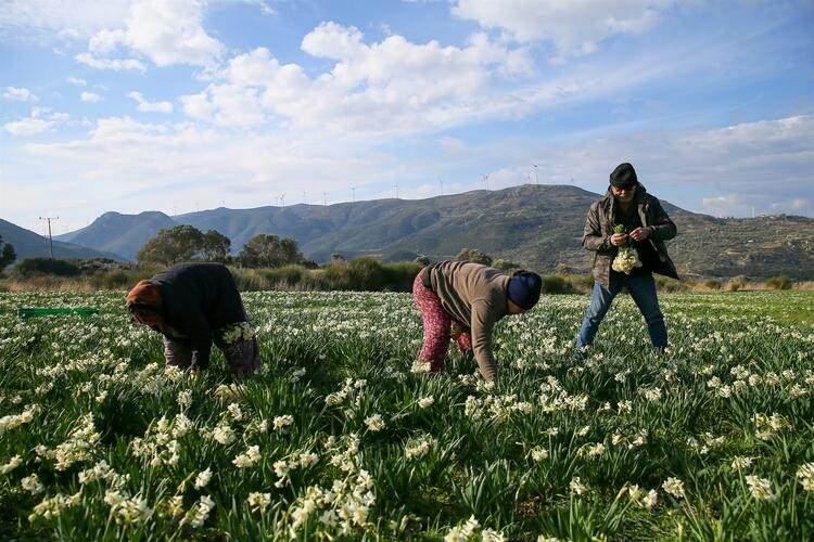 <p>Aracılar nedeniyle başlarda istedikleri fiyatlara ulaşamadıklarını aktaran Yetimler, "Geçen yıl havaların da iyi gitmesi sayesinde fiyatlar iyiydi o nedenle bereketli bir sezon geçirmiştik.</p>