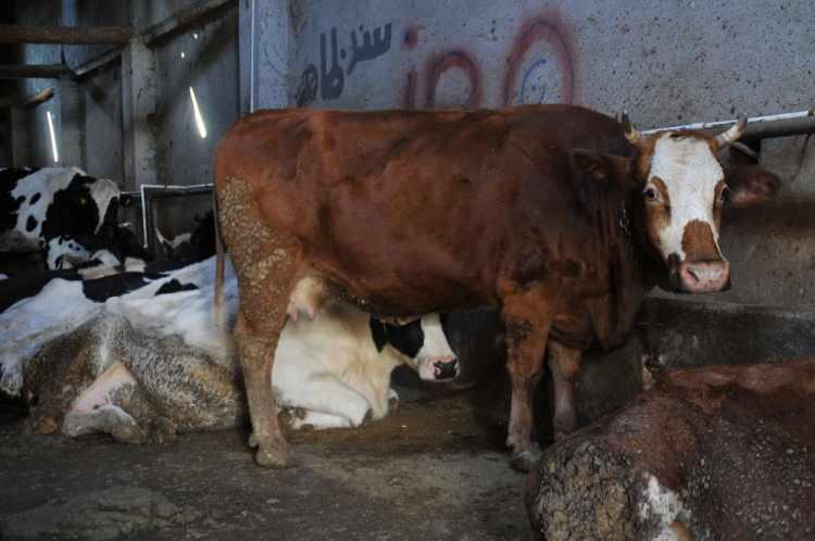 <p>1 lirada yol masrafı olsun, en fazla satılacak rakam 5 buçuk lira olmalıdır. 8 liraya ulaşması çok tuhaf bir durum. Bende bulunan ineklerin her biri 8 kilo yem yiyor. Bir çuval yem fiyatının da 120 lira olduğunu düşünürsek, 1 kilo yemin maliyetini çıkartamıyoruz. Aracıların daha fazla para kazandığı ve üreticinin daha fazla zarar ettiği bu dönemde, üreticiye yazık oluyor diyorum. Mahalleleri gezerek süt satan arkadaşlarımız da var</p>
