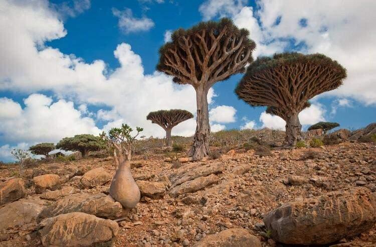 <p>Sokotra Ejderha Ağacı - Yemen </p>
<p>Gövdesinden kırmızı bir sıvı akan ejderha ağacı, antik çağda ilaç yapımında kullanılıyordu. Yemen’de bulunan bu ağaçlar görenleri hayrete düşürüyor. Kırmızı sıvı ise ejderha kanı olarak kabul edildiğinden ağacın adı da ejderha ağacı olarak anılıyor.</p>
